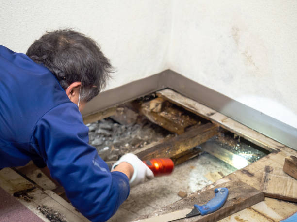 Best Mold Remediation  in Lakehills, TX