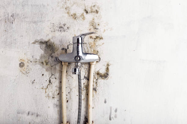 Best Mold Damage Repair  in Lakehills, TX