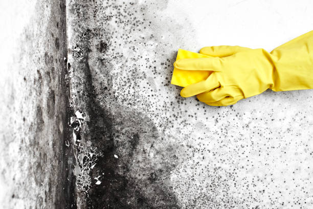 Best Emergency Mold Removal  in Lakehills, TX