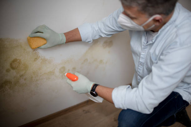 Best Mold Testing  in Lakehills, TX