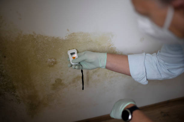 Best Office Mold Removal Services  in Lakehills, TX