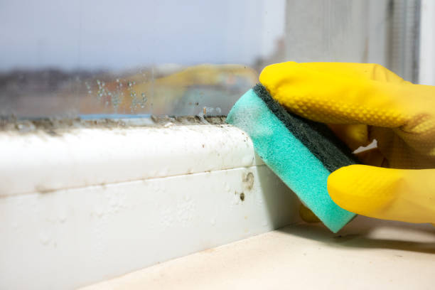 Professional Mold Removal in Lakehills, TX