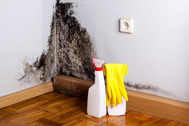 Best Mold Testing and Removal  in Lakehills, TX