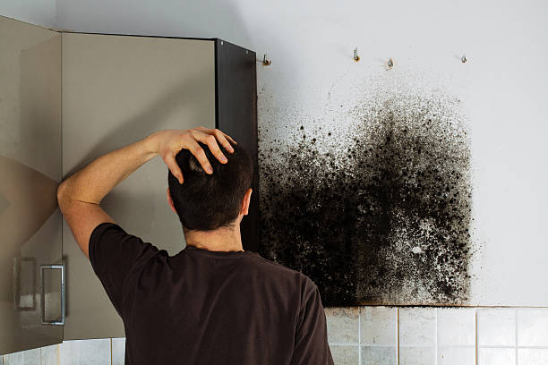 Best Toxic Mold Removal  in Lakehills, TX